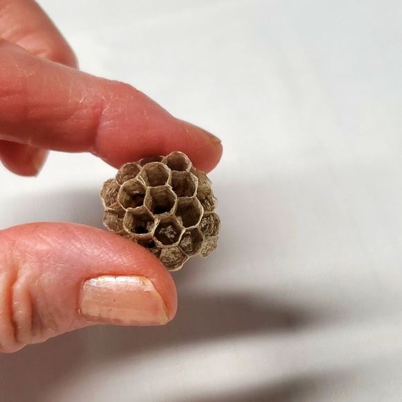 FOUND Real Wasps Nest Natural Nature Fragile Small Woodsy Decor Bee Tiny - Picture 13 of 14